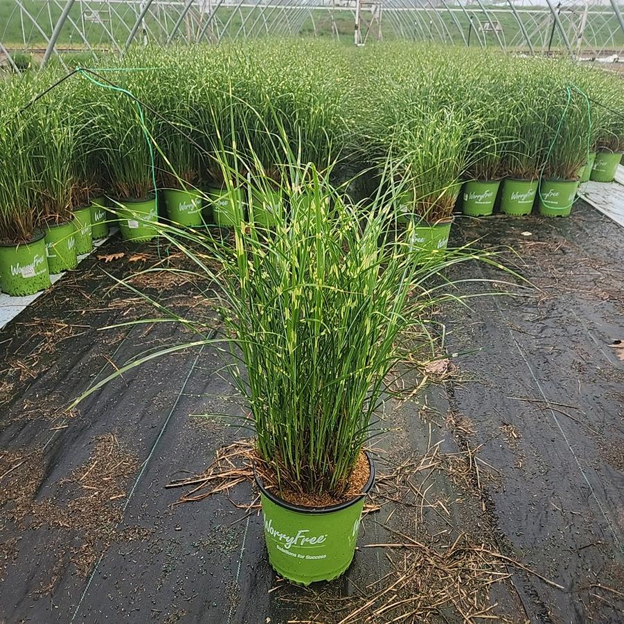 Miscanthus sinensis Bandwidth