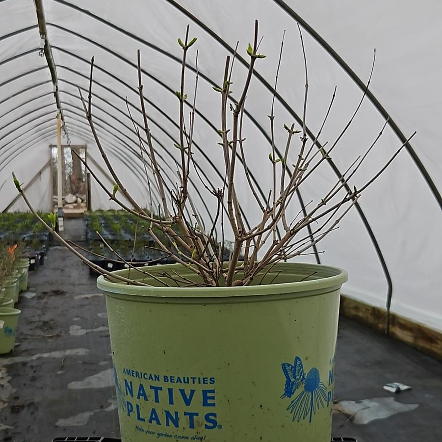 Cephalanthus occidentalis Magical® 'Moonlight'