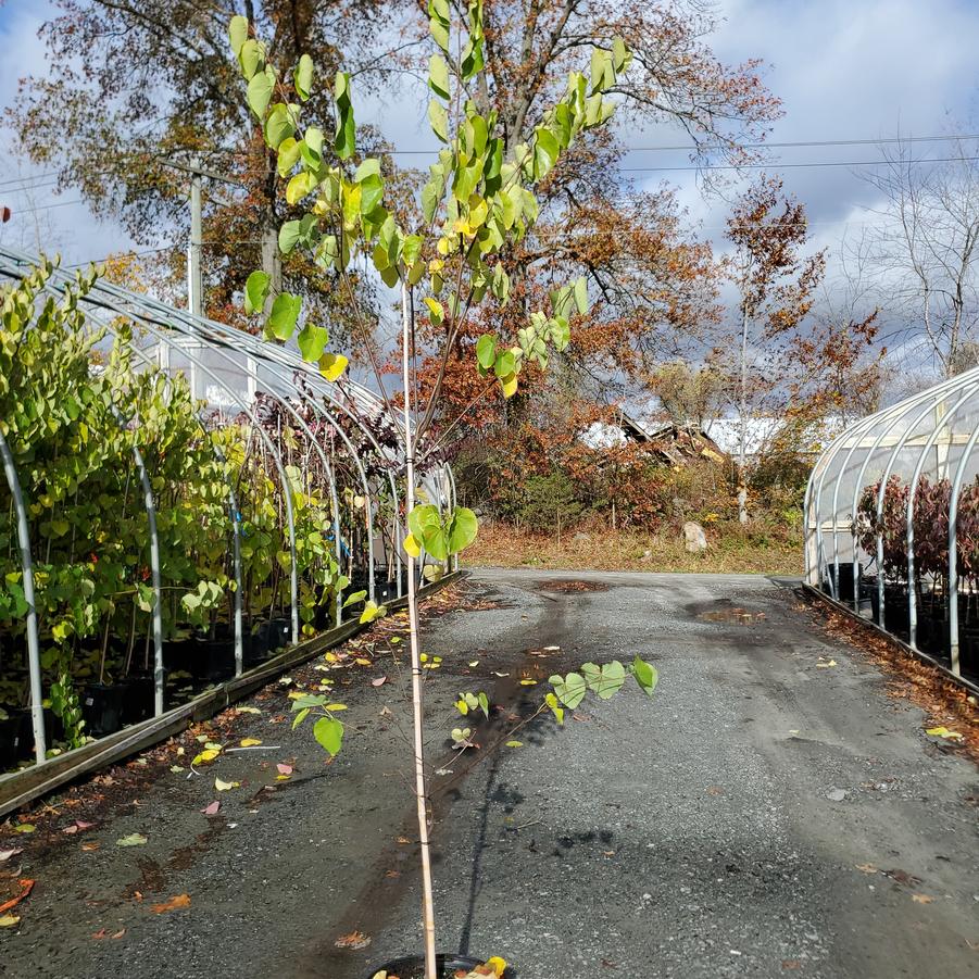 Cercis canadensis 'Pink Pom Poms'