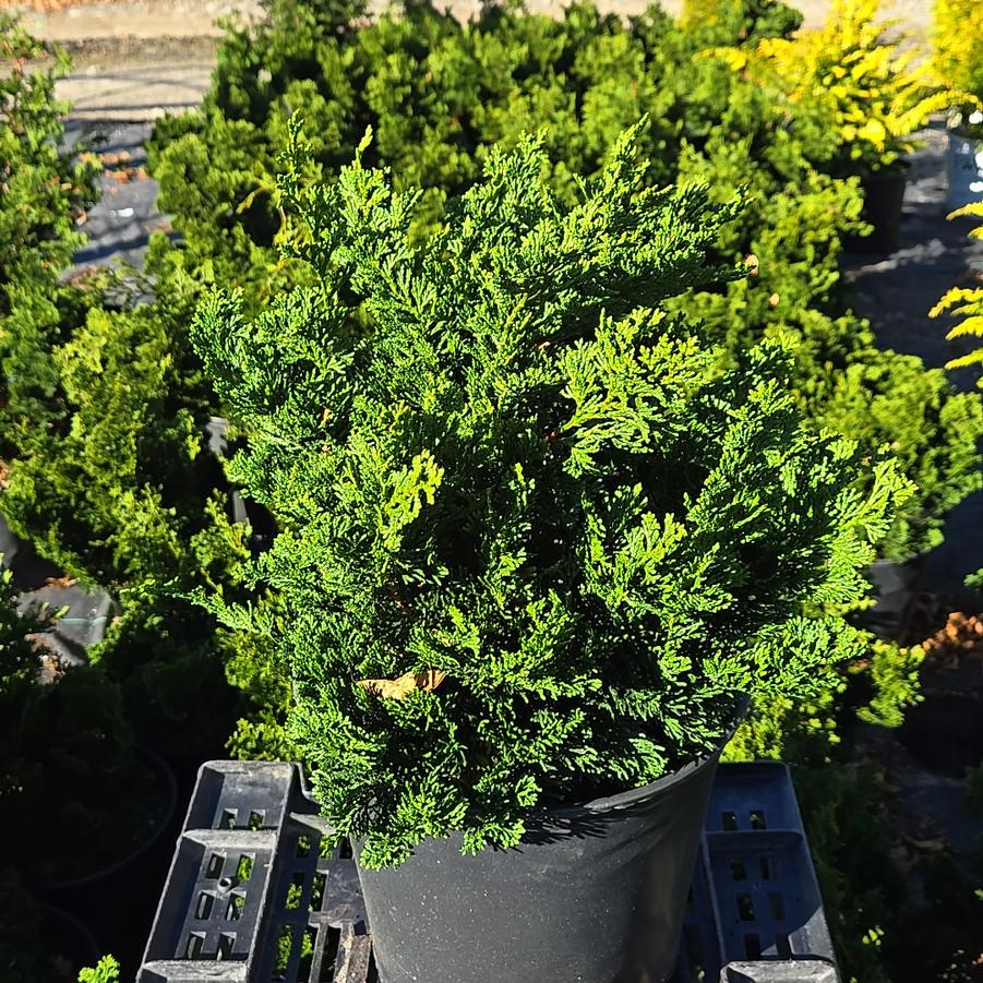 Chamaecyparis obtusa Thoweil