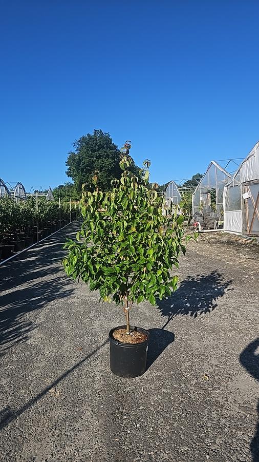 Cornus kousa 'Milky Way'