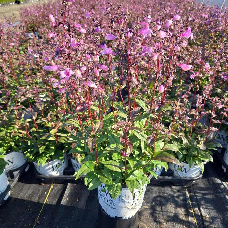 Penstemon hybrid 'Midnight Masquerade'