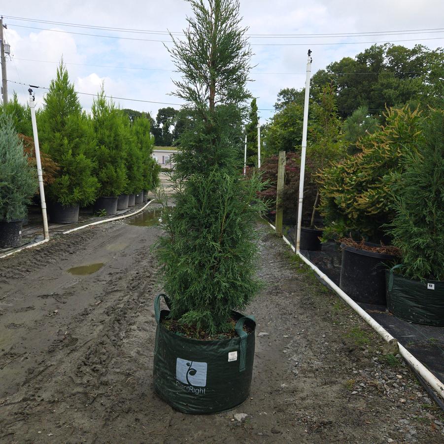 Juniperus virginiana 'Taylor'