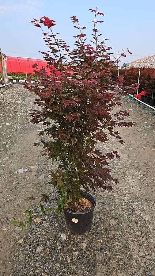 Acer palmatum 'Cider Hill'