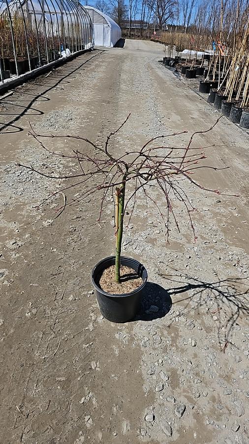 Acer palmatum dissectum 'Crimson Queen'