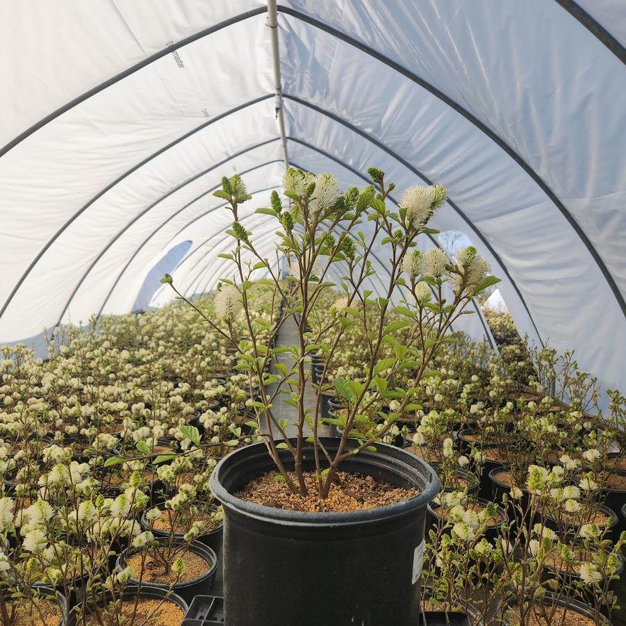 Fothergilla gardenii 