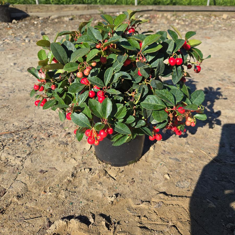 Gaultheria procumbens Cherry Berries™