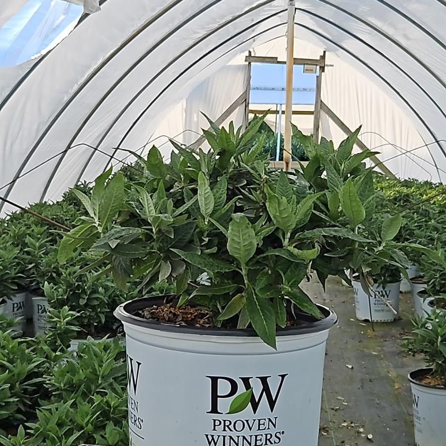 Buddleia x Pugster Blue®