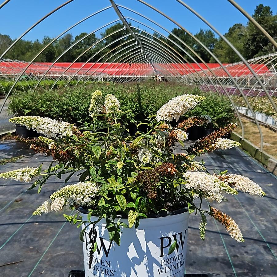 Buddleia x Pugster White®
