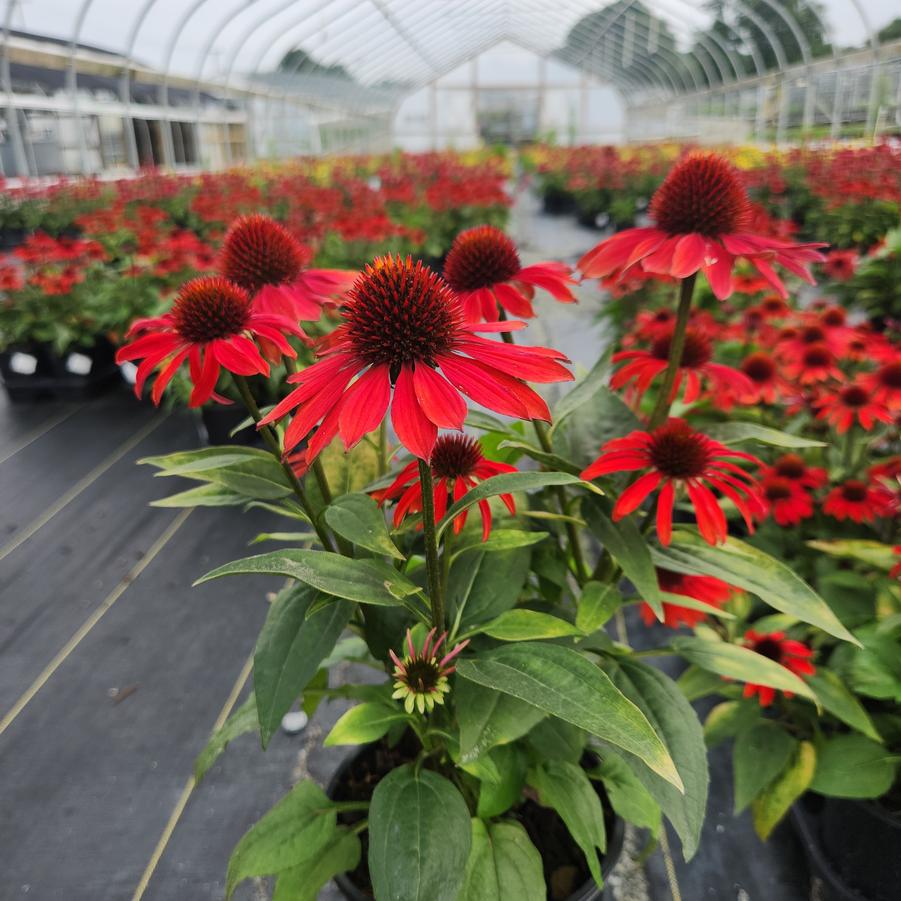 Echinacea x Sombrero® Sangrita
