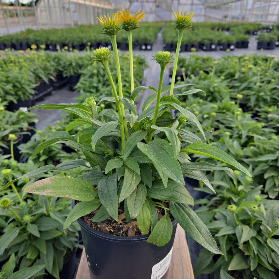 Echinacea x Sombrero® Lemon Yellow Improved
