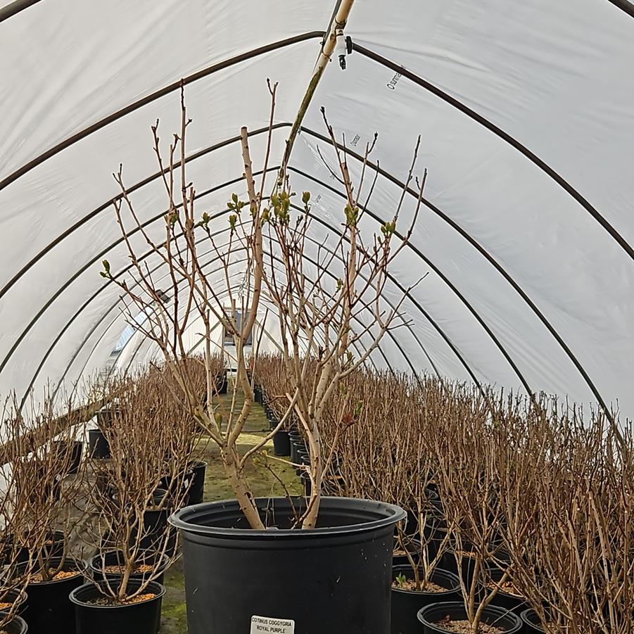 Cotinus coggygria Royal Purple