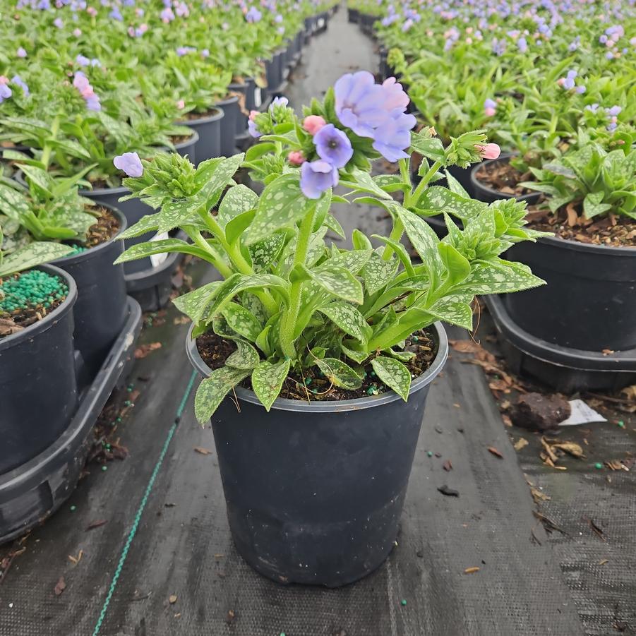 Pulmonaria Twinkle Toes