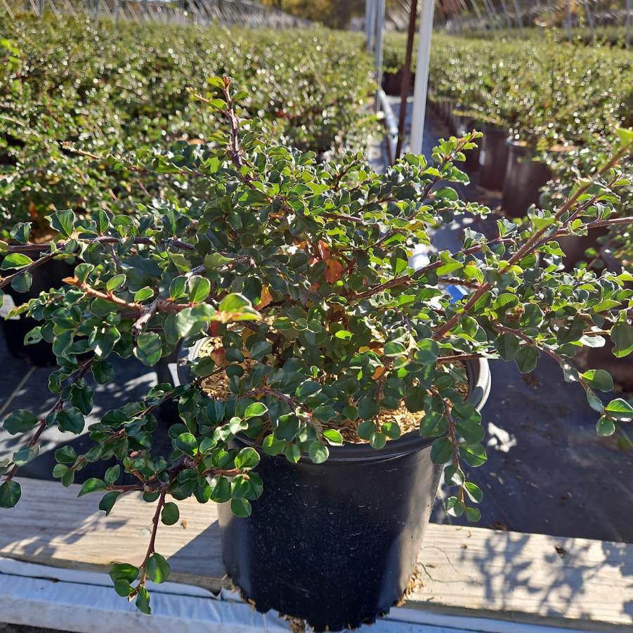 Cotoneaster apiculatus 