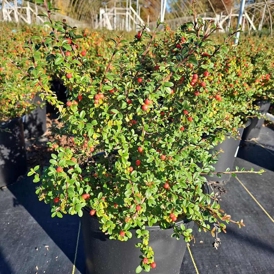 Cotoneaster dammeri Coral Beauty
