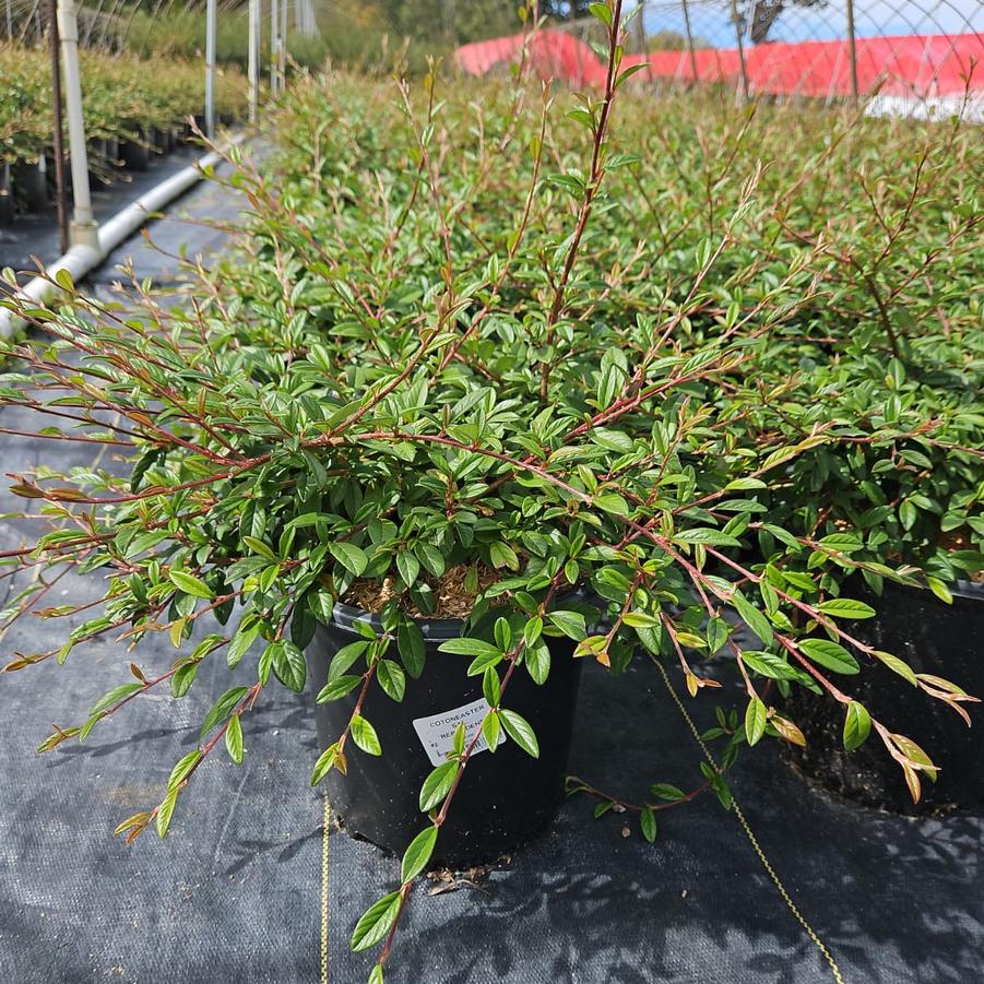 Cotoneaster sal. Repandens