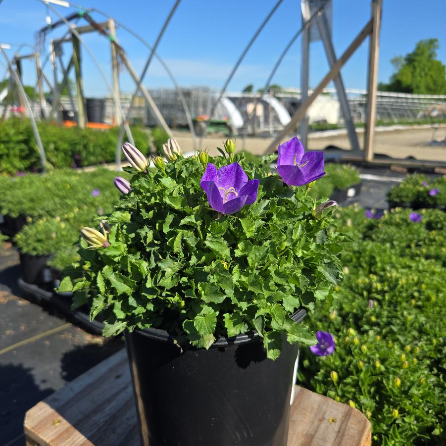 Campanula carpatica 'Rapido Blue'