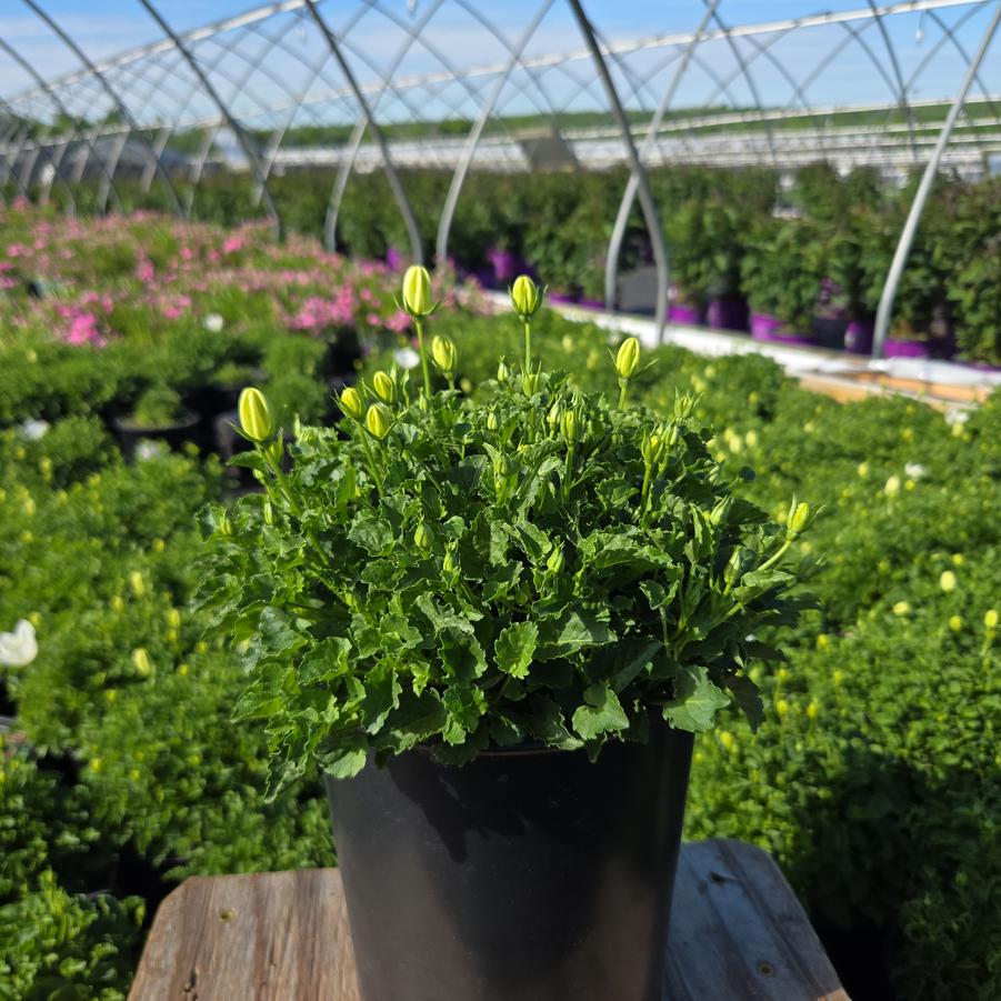 Campanula carpatica 'Rapido White'