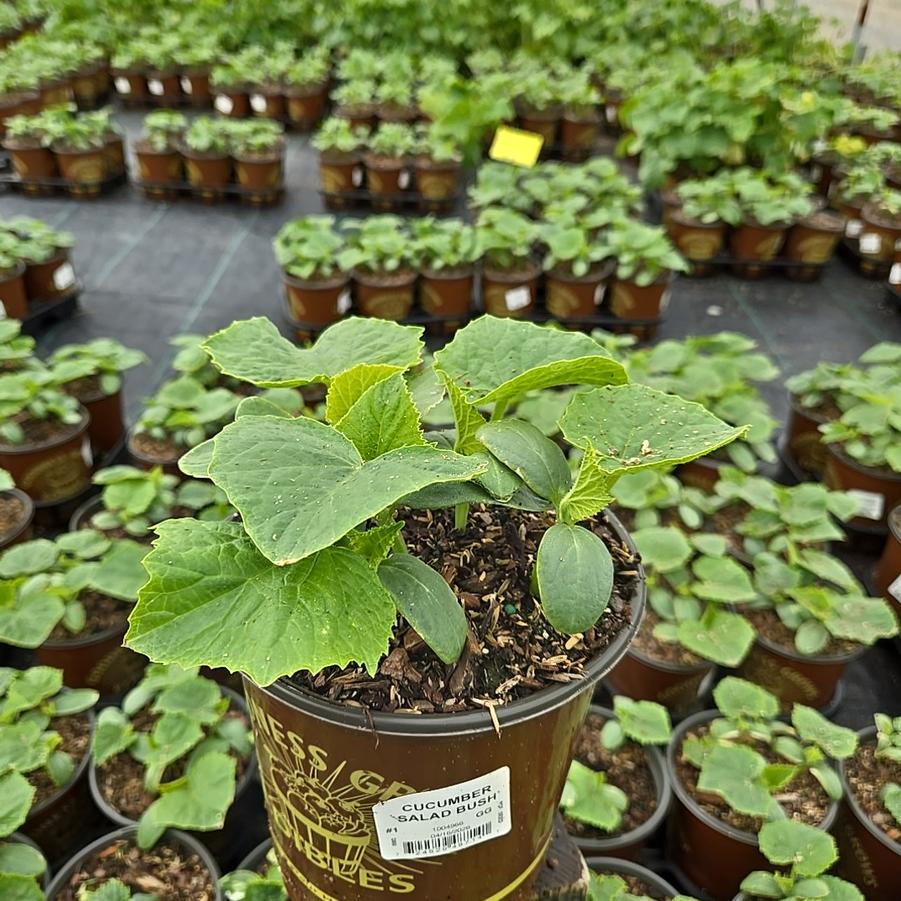 Cucumber Salad Bush