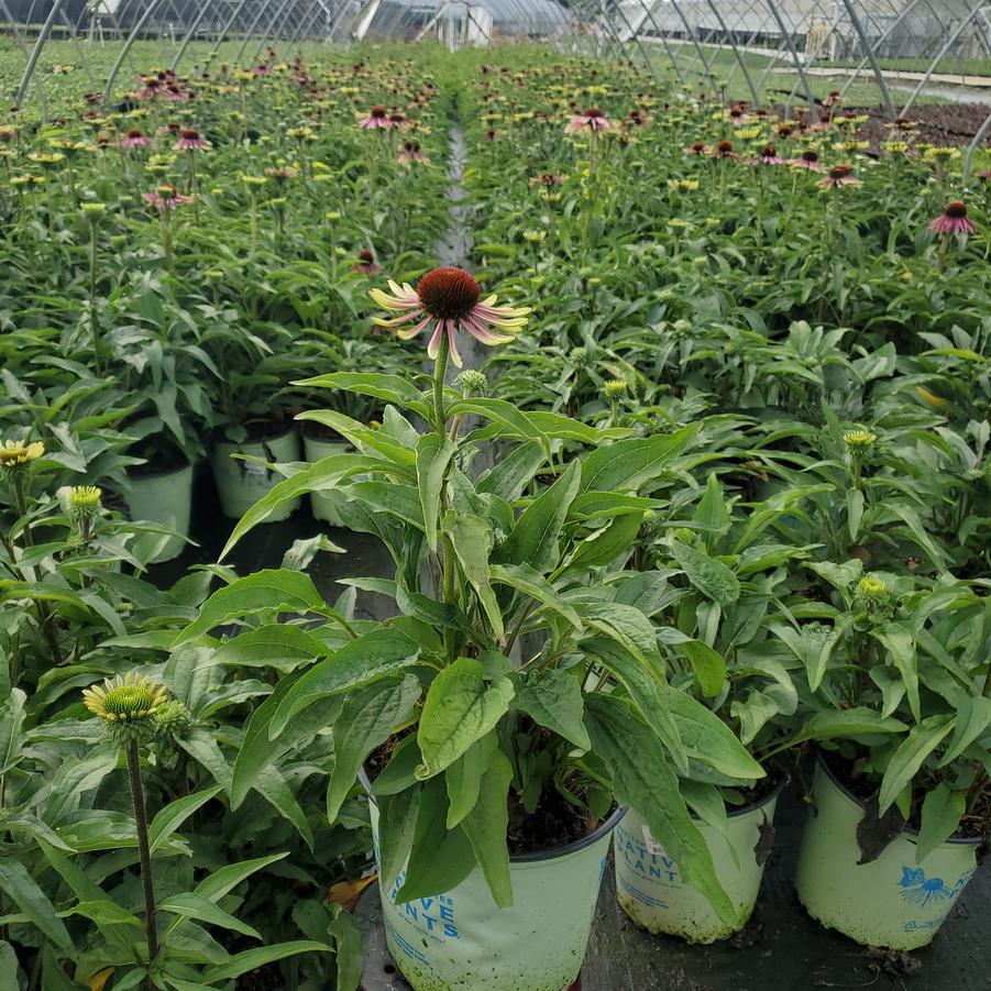 Echinacea purpurea 'Green Twister'