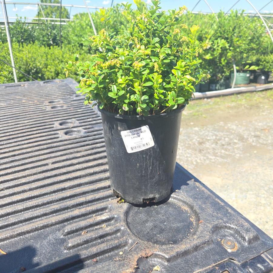 Vaccinium vitis-idaea 'Red Candy'