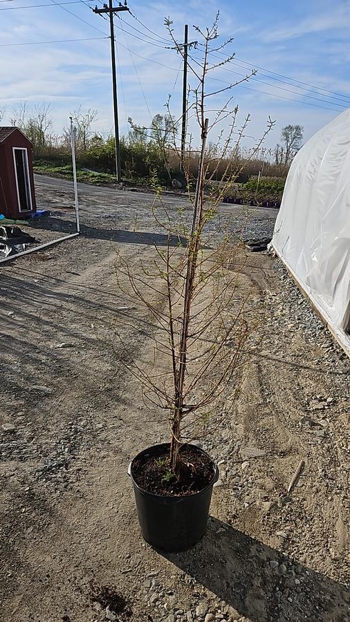 Taxodium distichum 