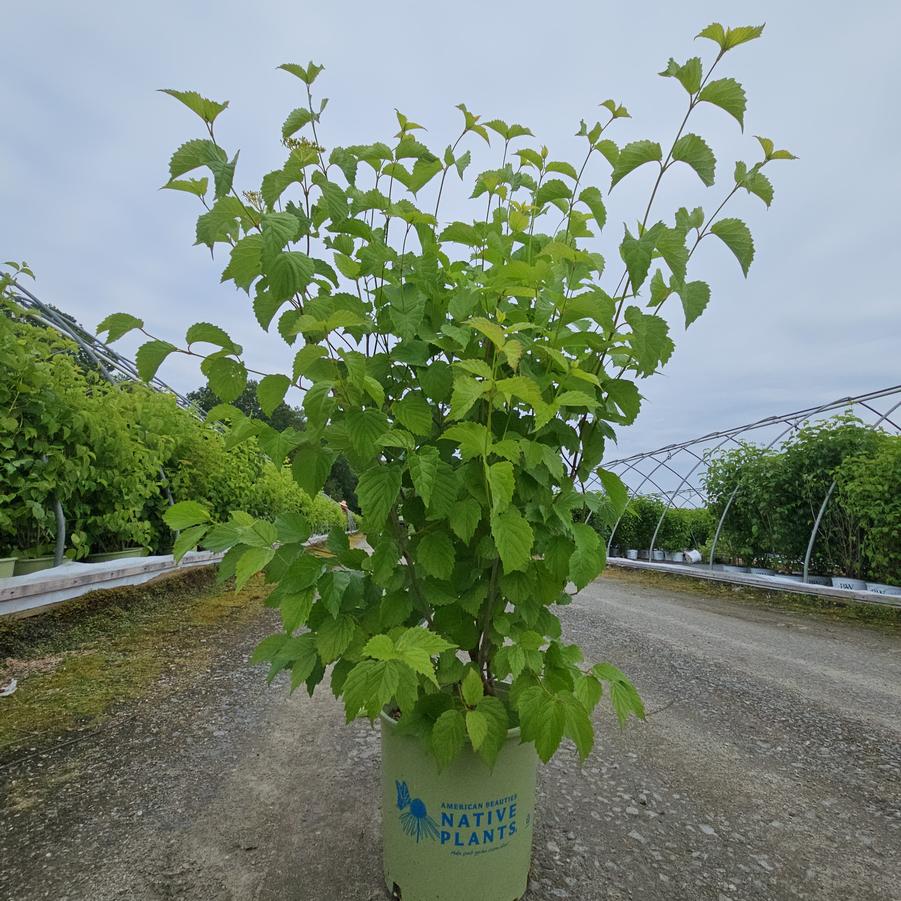 Viburnum dentatum 