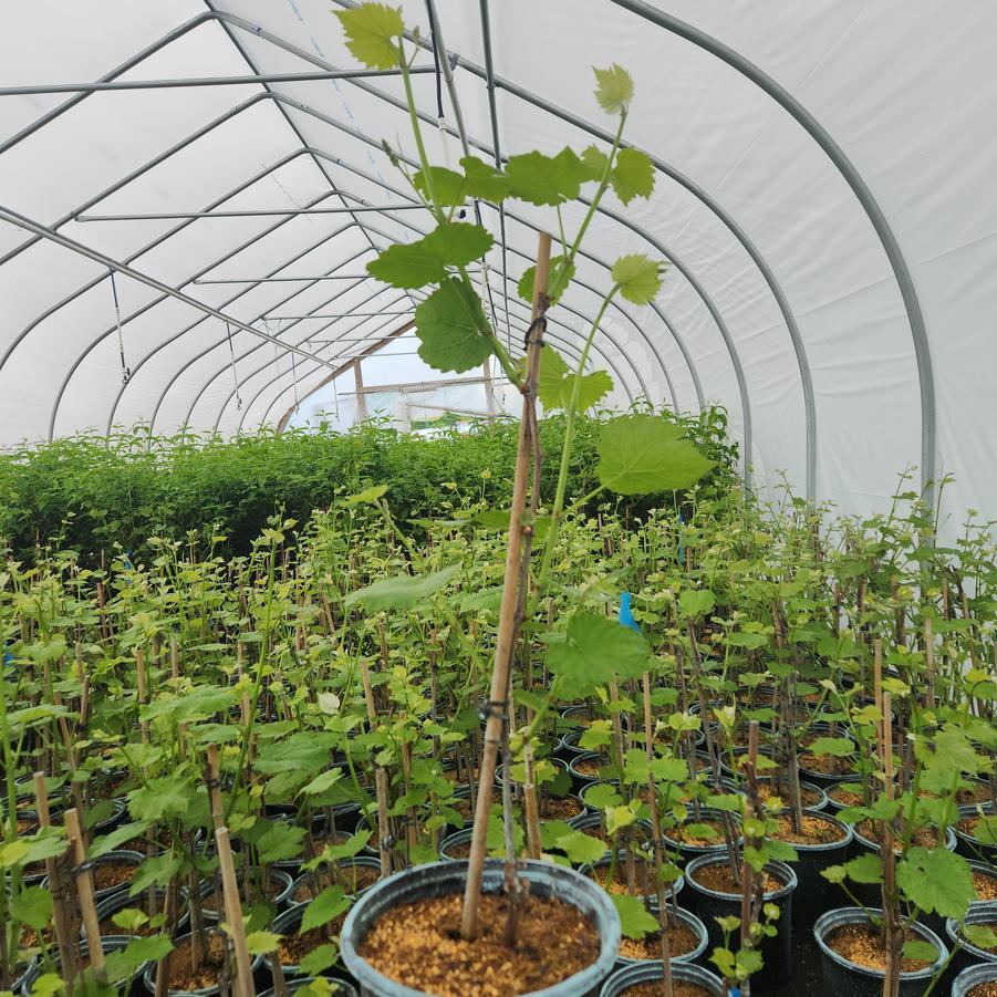 Vitis 'Cayuga White'