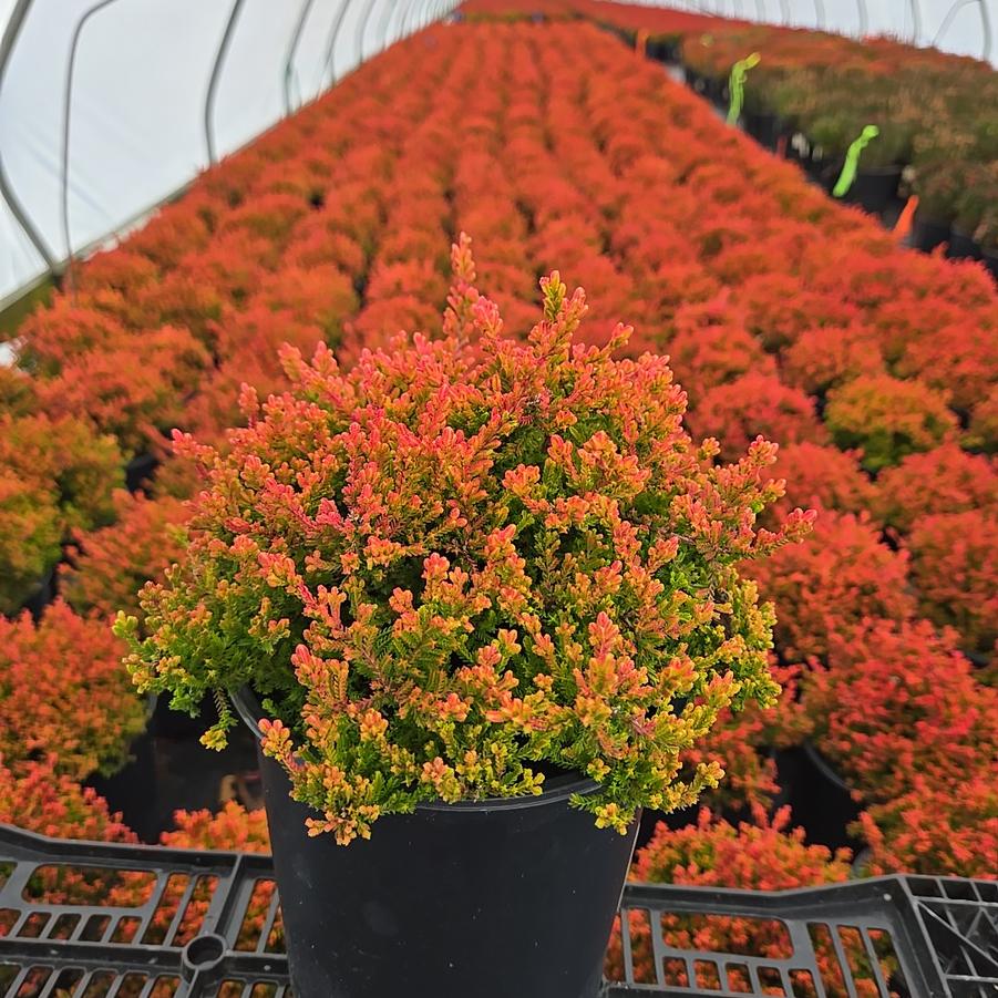 Calluna vulgaris 'Blazeaway'