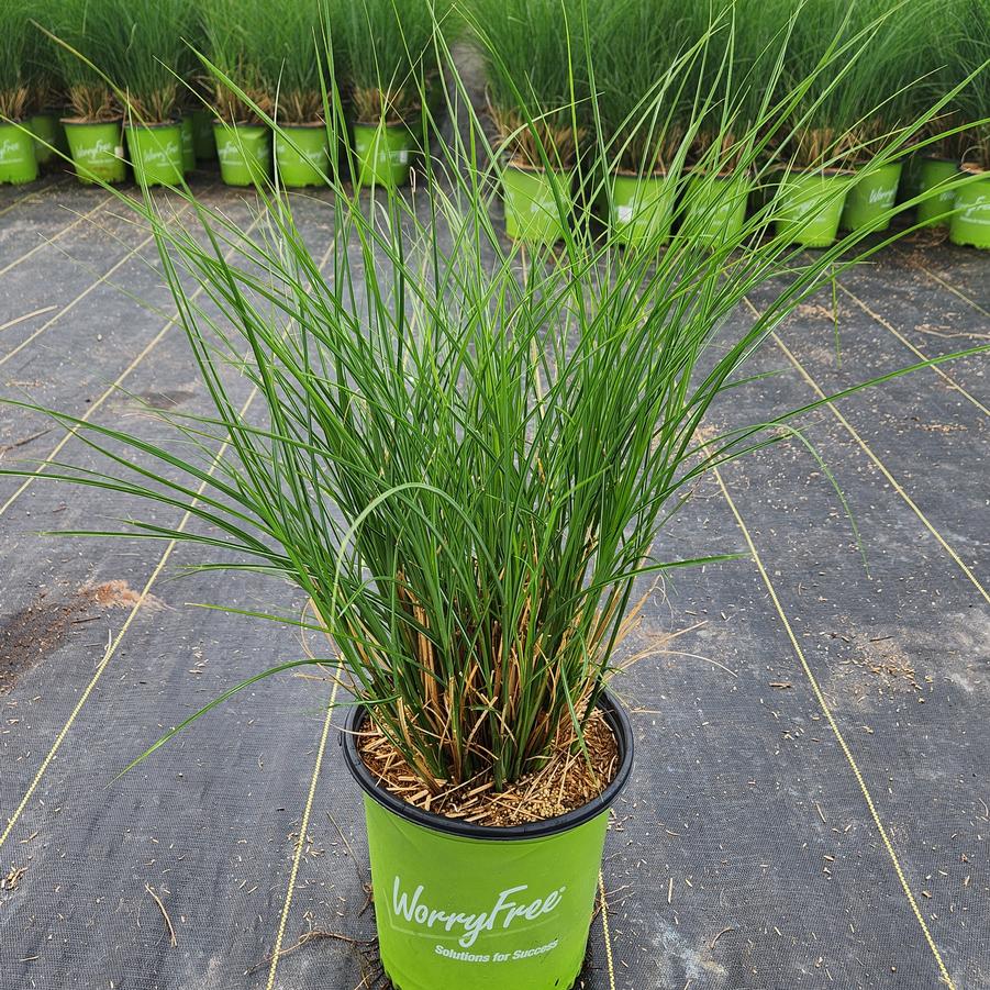 Miscanthus sinensis Scout™