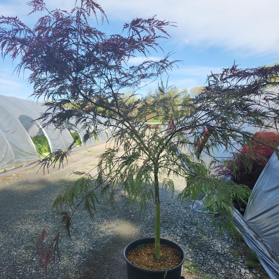 Acer palmatum dissectum 'Inaba Shidare'