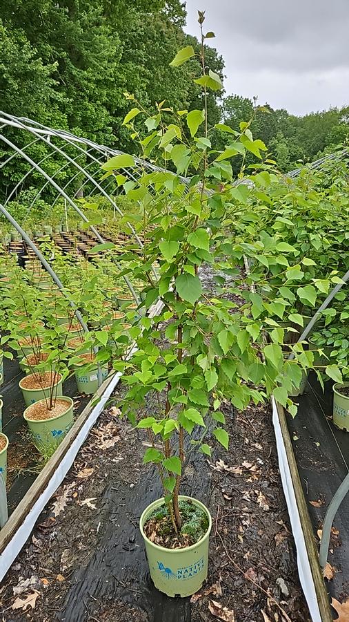 Betula papyrifera 