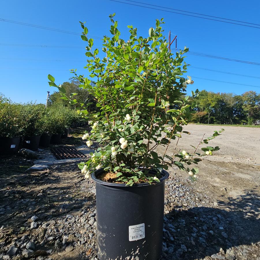 Symphoricarpos doornbosii Magical® Avalanche