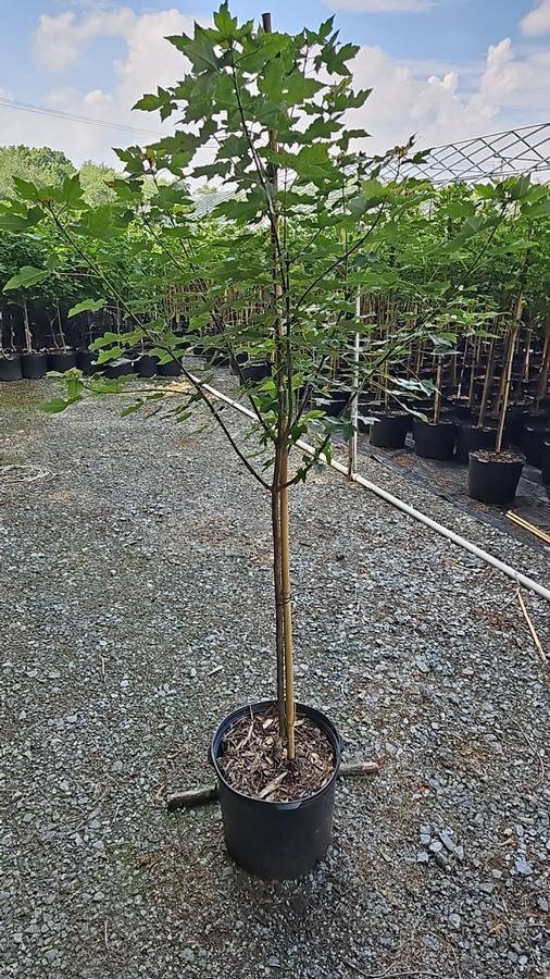 Acer rubrum Redpointe®