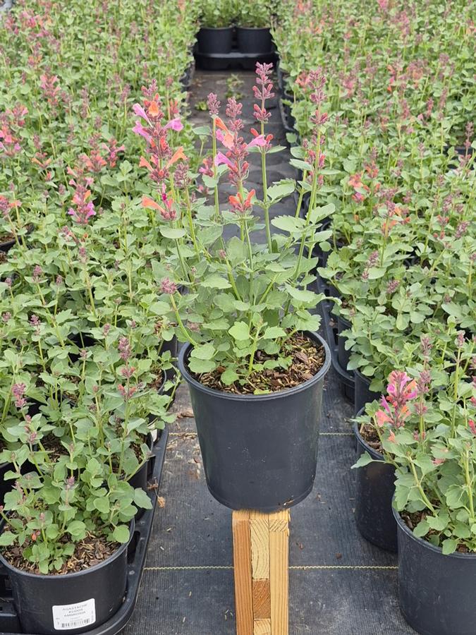 Agastache x 'Kudos Ambrosia'