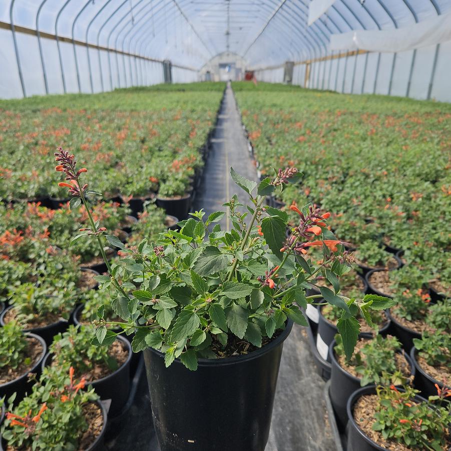 Agastache x 'Kudos Mandarin'