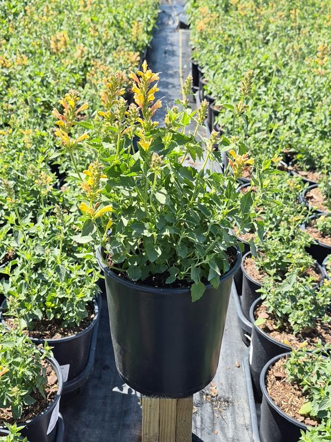 Agastache x Kudos™ Yellow