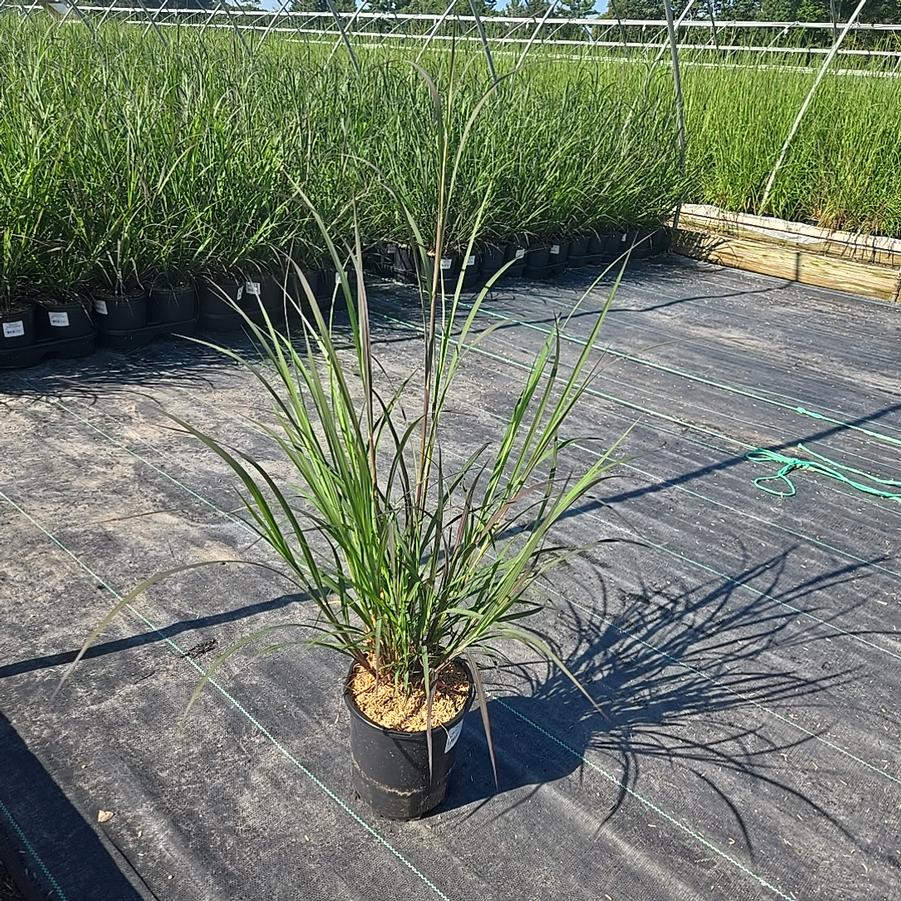 Andropogon gerardii 'Blackhawks'