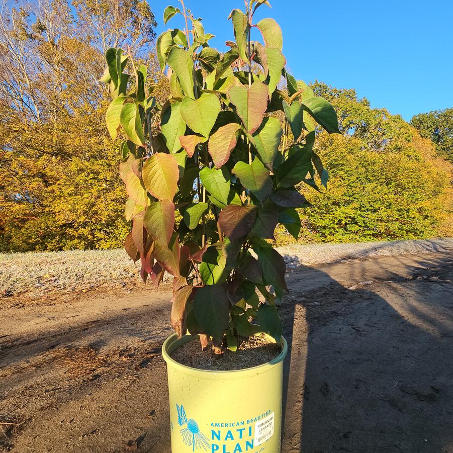 Viburnum lentago 