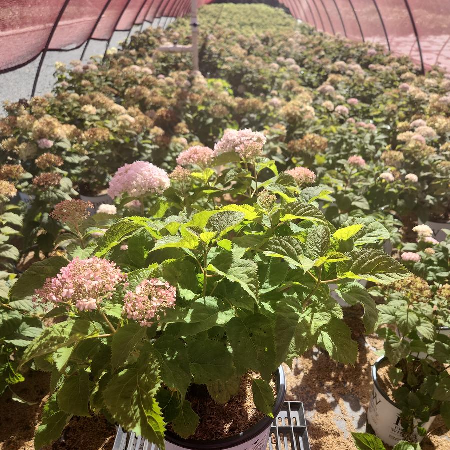 Hydrangea arborescens Invincibelle Wee White®
