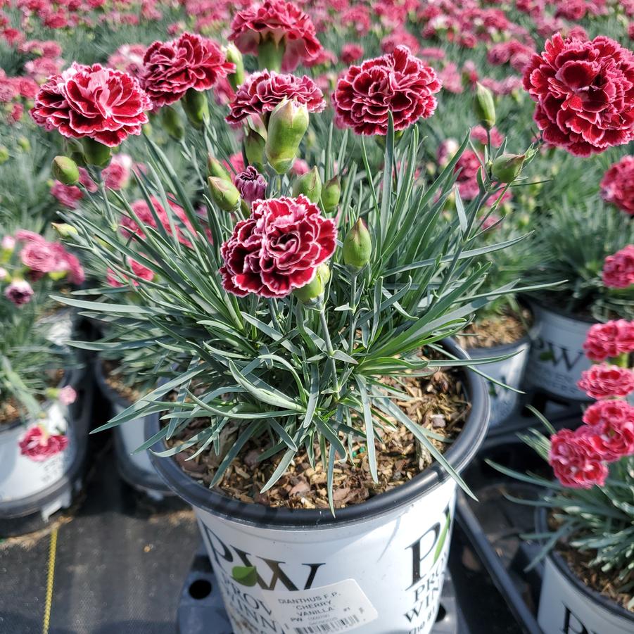 Dianthus x Fruit Punch® Cherry Vanilla