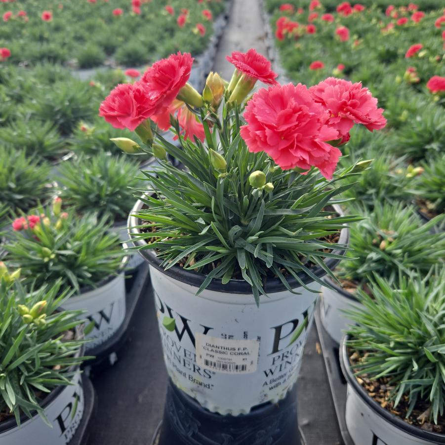 Dianthus x Fruit Punch® Classic Coral