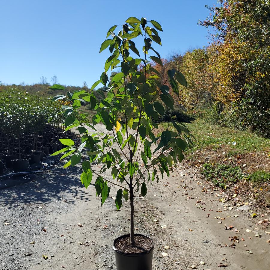 Prunus avium 'Black York'