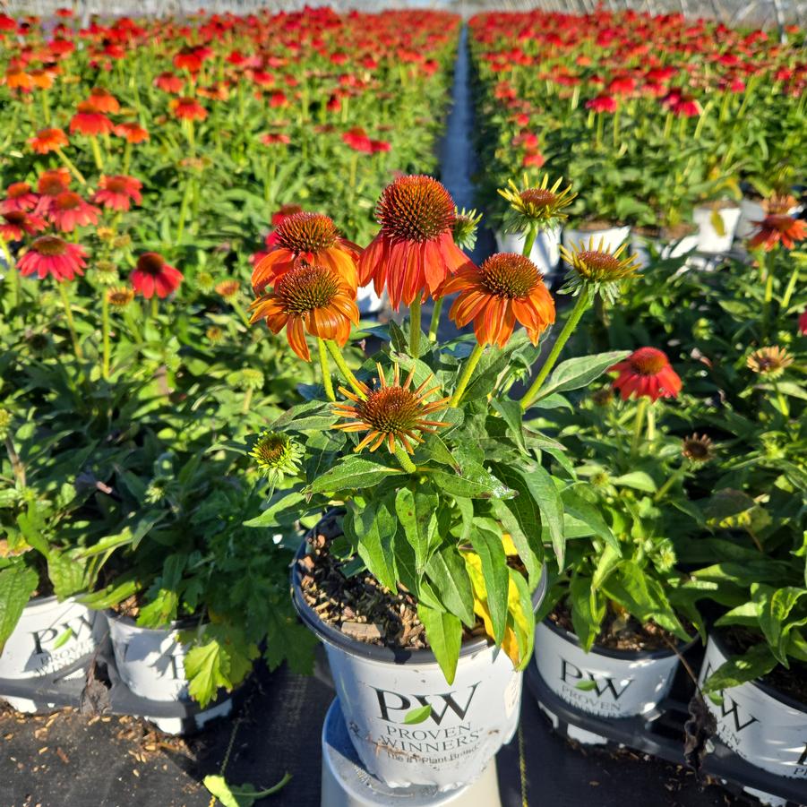 Echinacea x SUMMERSONG™ Firefinch™