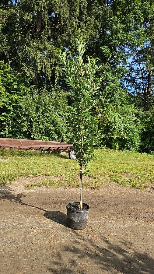 Nyssa sylvatica Green Gable™