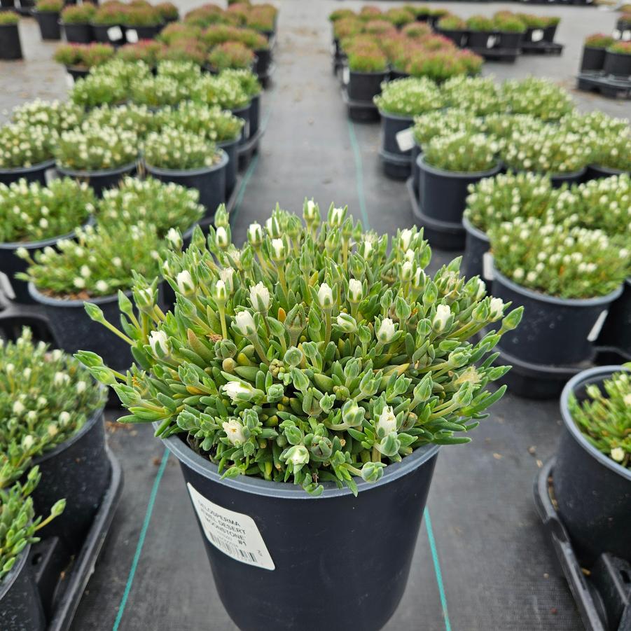 Delosperma cooperi Jewel of the Desert® Moonstone