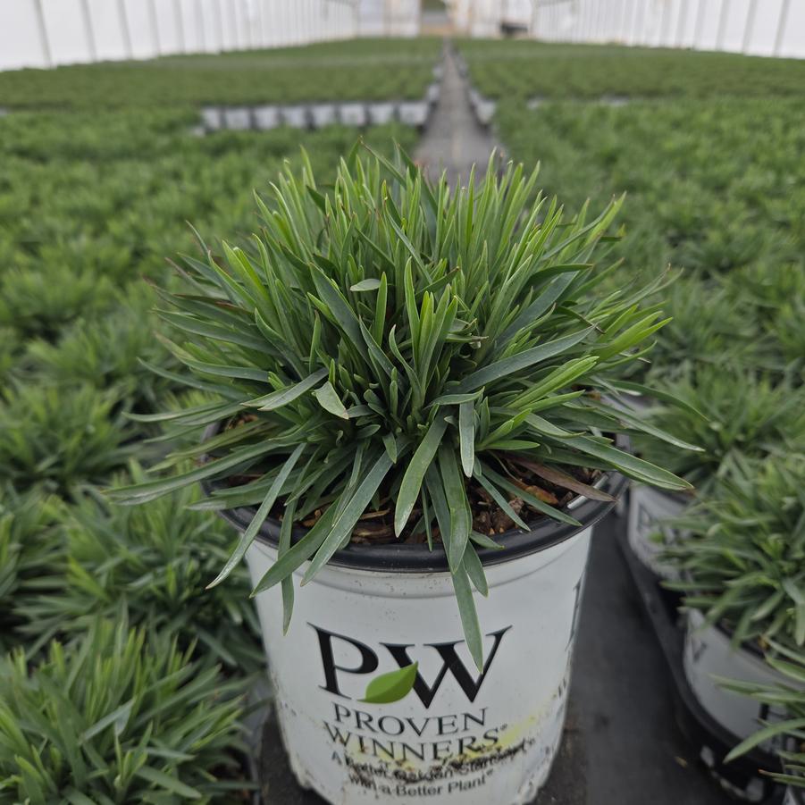 Dianthus x Fruit Punch® Raspberry Ruffles