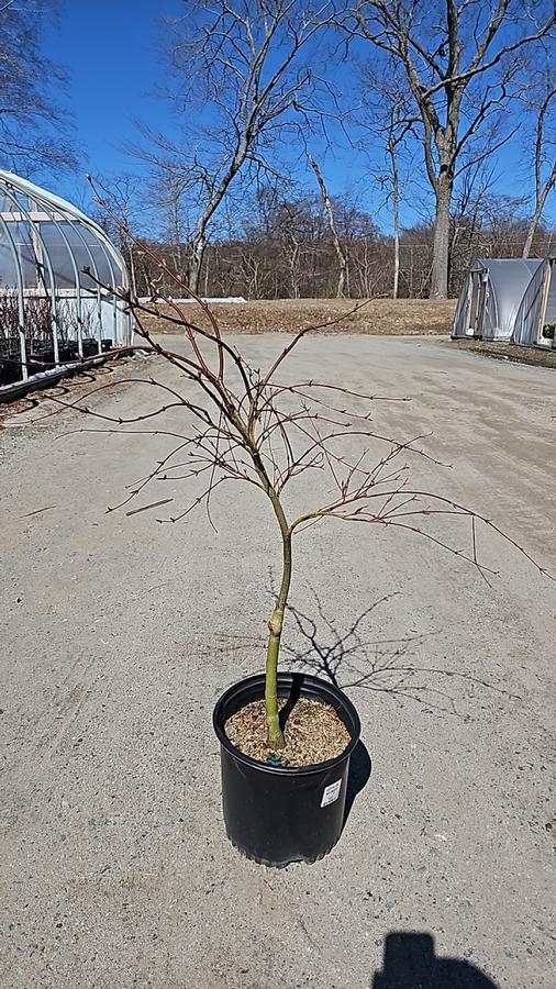 Acer palmatum dissectum 'Red Dragon'