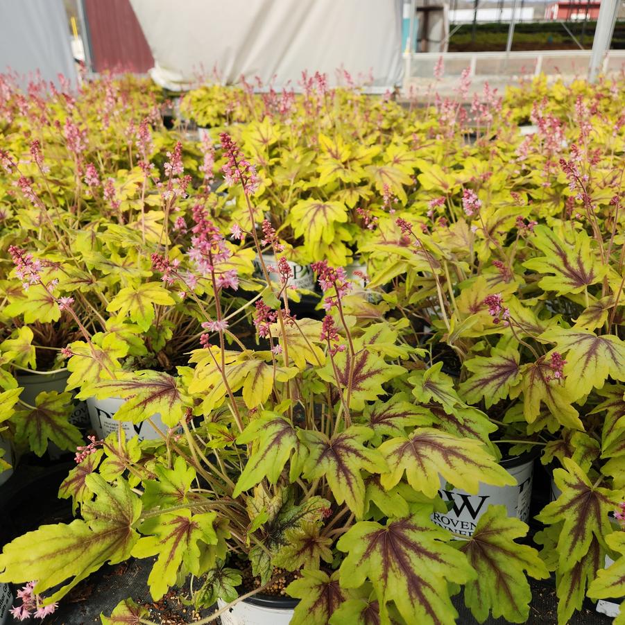 Heucherella hybrid Fun and Games® 'Eye Spy'