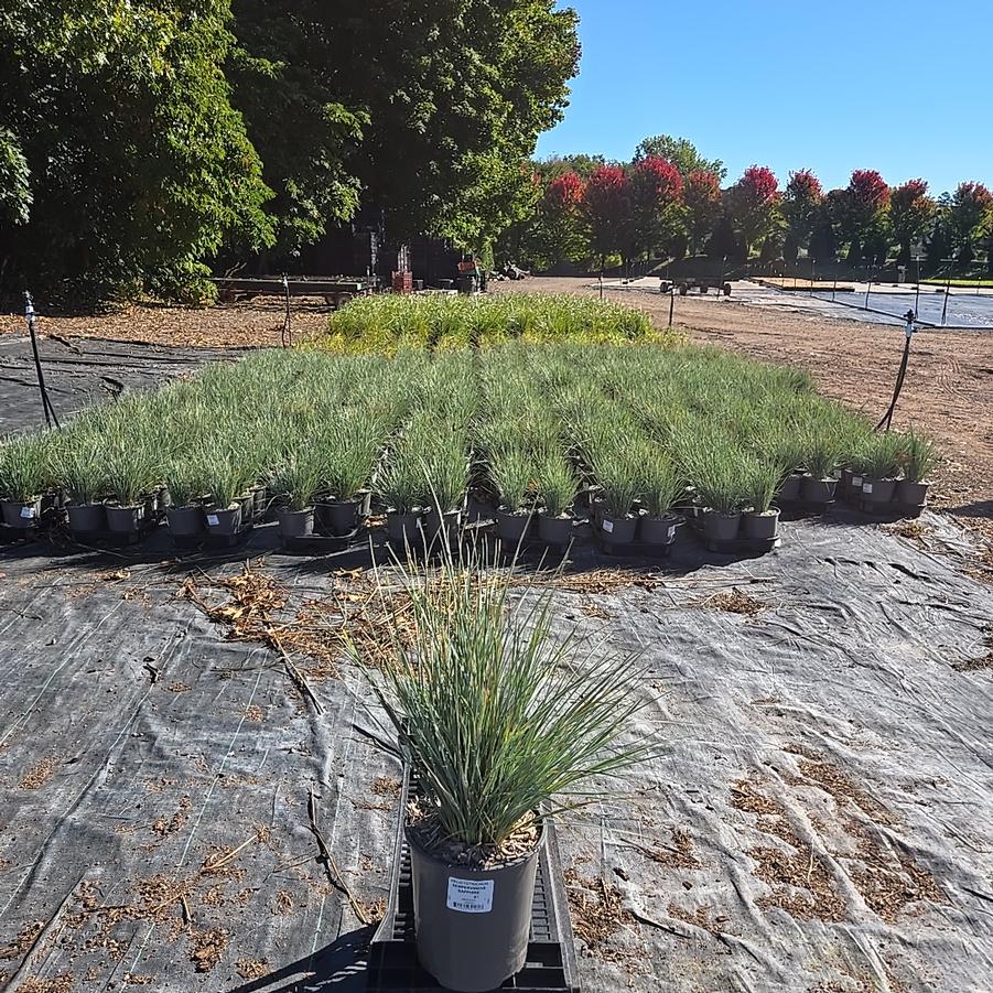 Helictotrichon sempervirens Sapphire